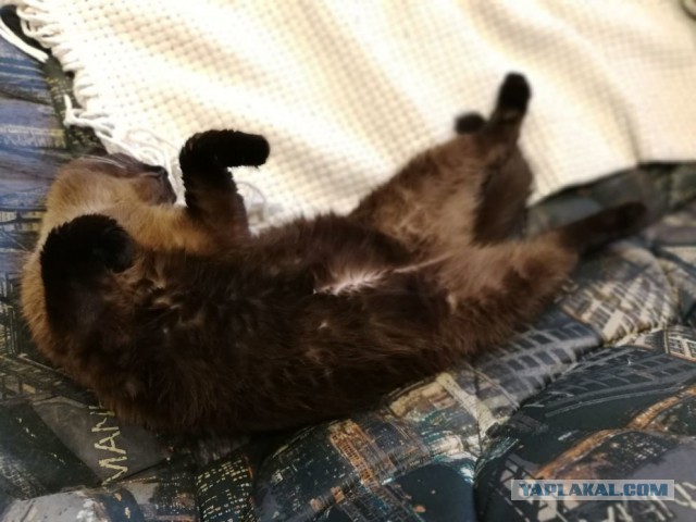 Предлагаю открыть котовторник 15.05 2018