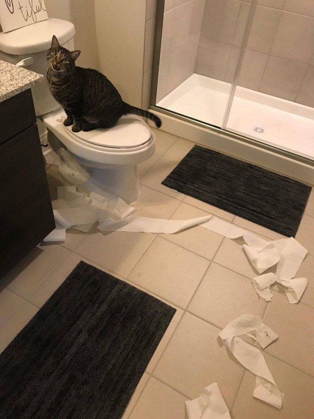 Прикольных котов пост