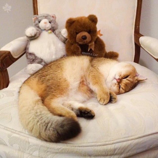 Прикольных котов пост