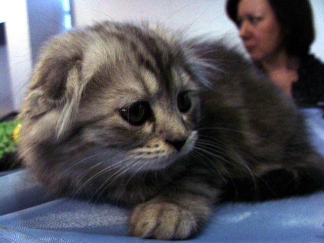 Коты, кошки и котята