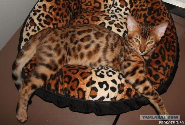Котовторник