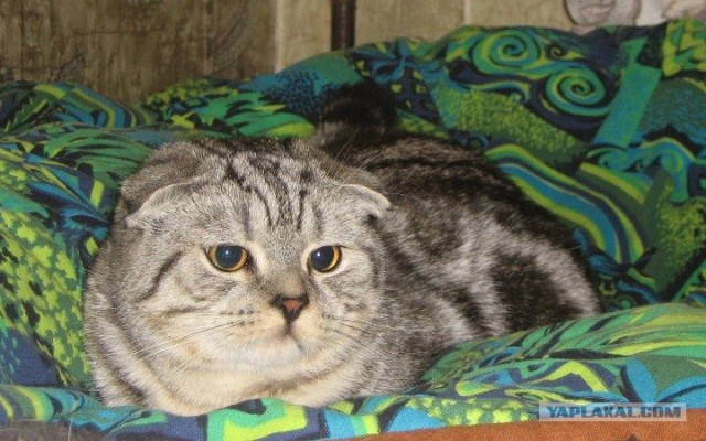 Состоятельный котовторник