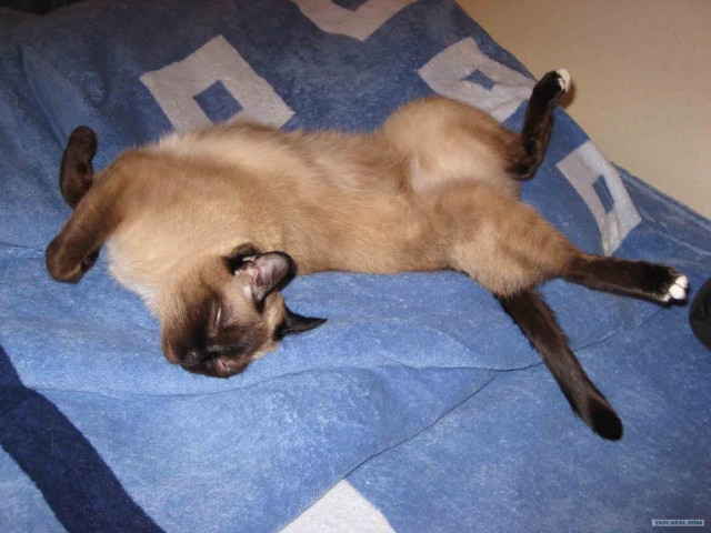 Сонный Котовторник