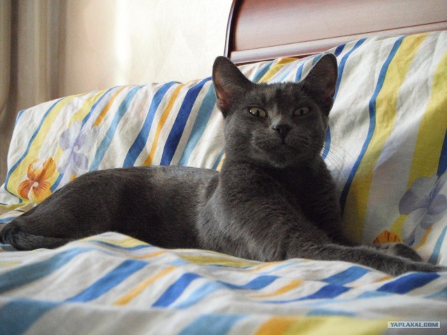 Котовторник 22.11.11
