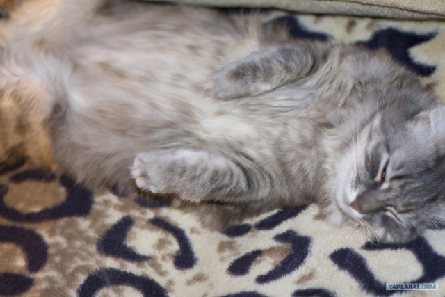 Котовторник (10.01.2012)