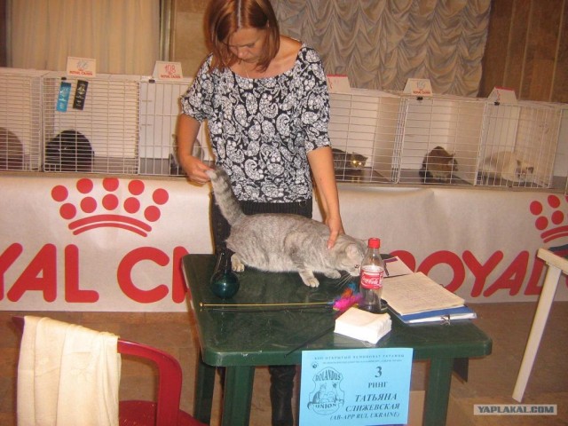Котовторник (24. 01. 2012 )