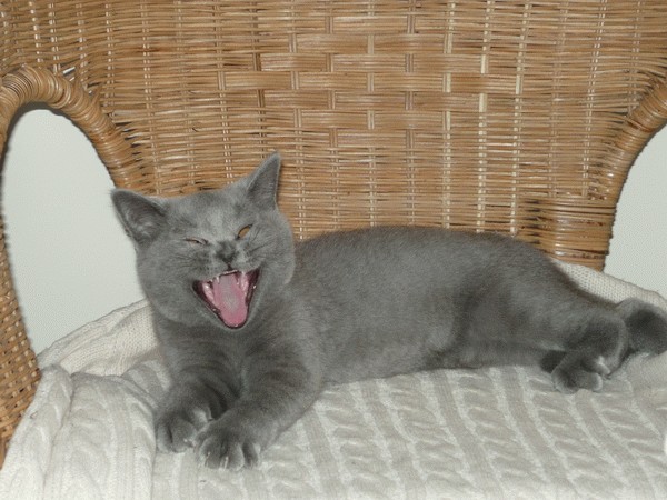 Котовторник (14.02.2012)
