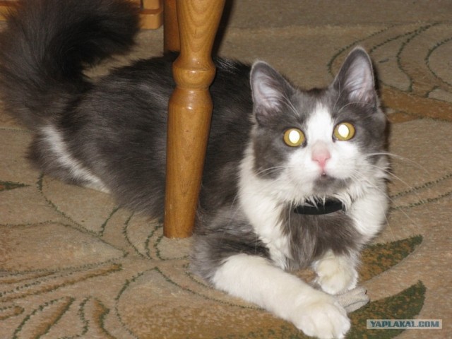 КОТОВТОРНИК (6.03.2012)