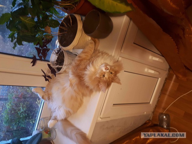 Зимние коты