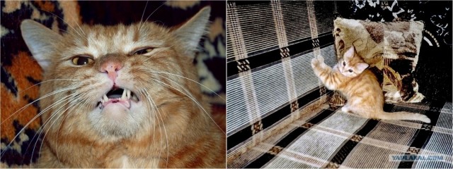 Котовторник 07.08.2012