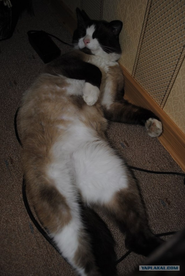 Котовторник  4.09.12
