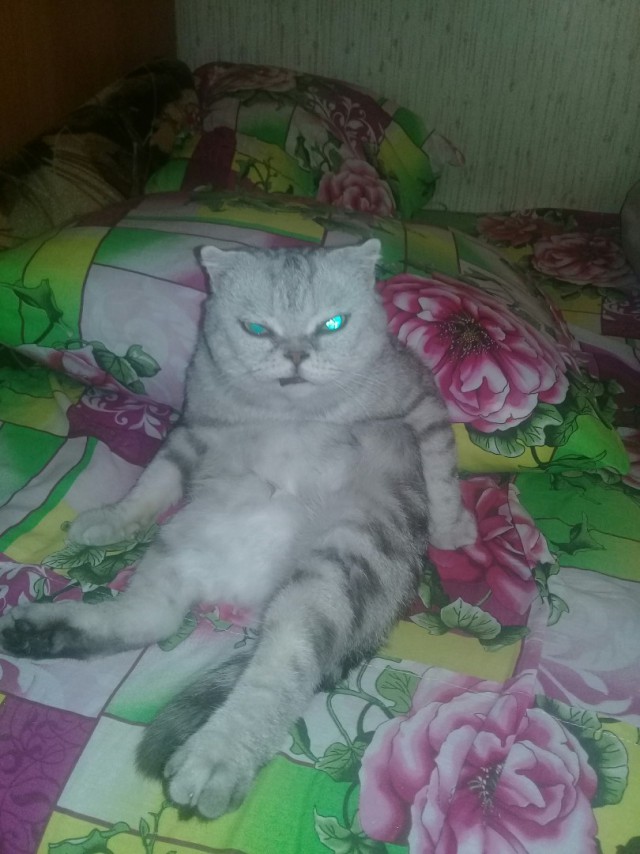 Забавные фото котеек