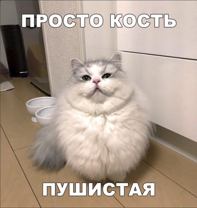 Забавные фото котеек