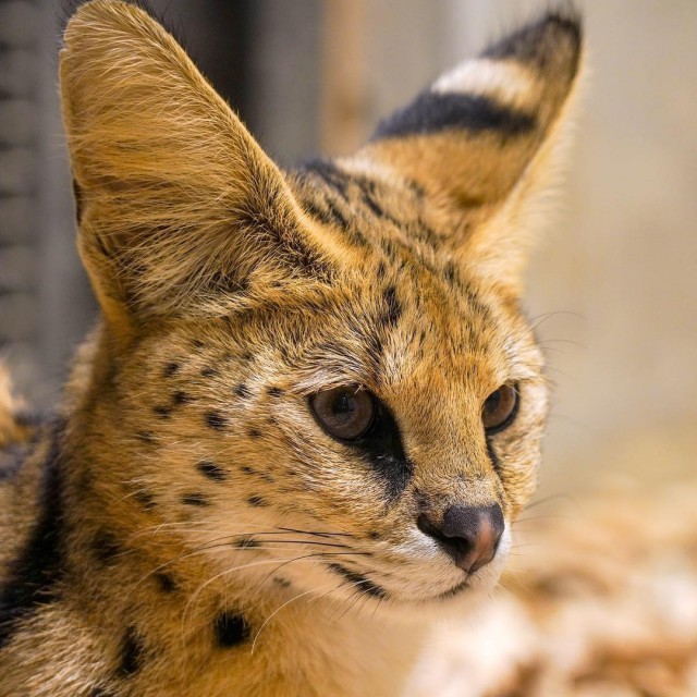 индокитайский дымчатый леопард. дымчатый леопард (neofelis nebulosa),. дымчатый леопард (neofelis nebulosa),. формозанский дымчатый леопард. дымчатый леопард саблезубый.