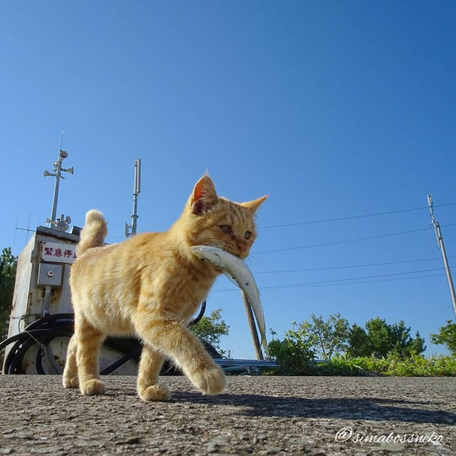 Котовторник однако
