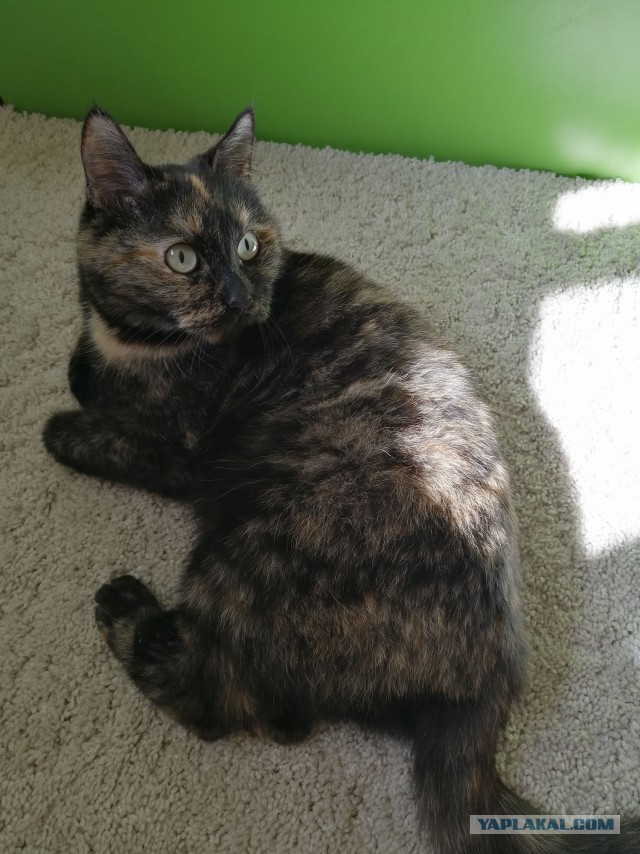 Правильный кот пользуется унитазом, а не лотком