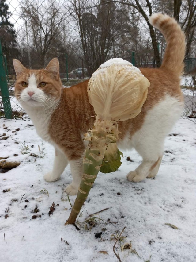 Живность из сети