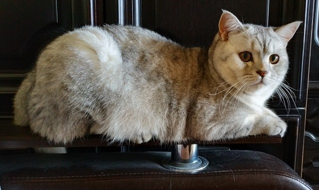 Давайте по котикам, которые с нами на самоизоляции