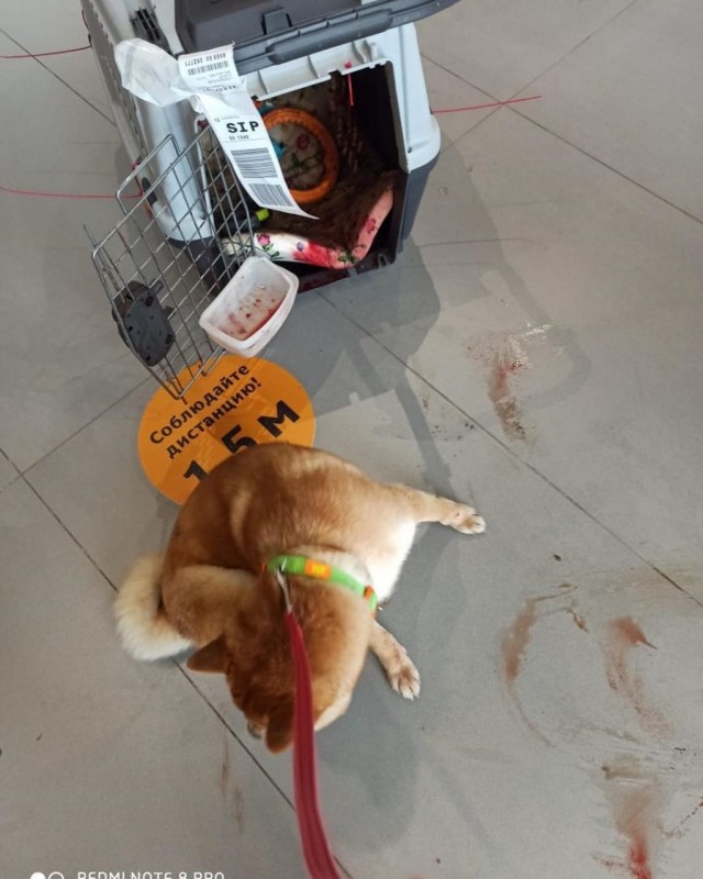 На рейсе «Аэрофлота» собаке в переноске разбили морду