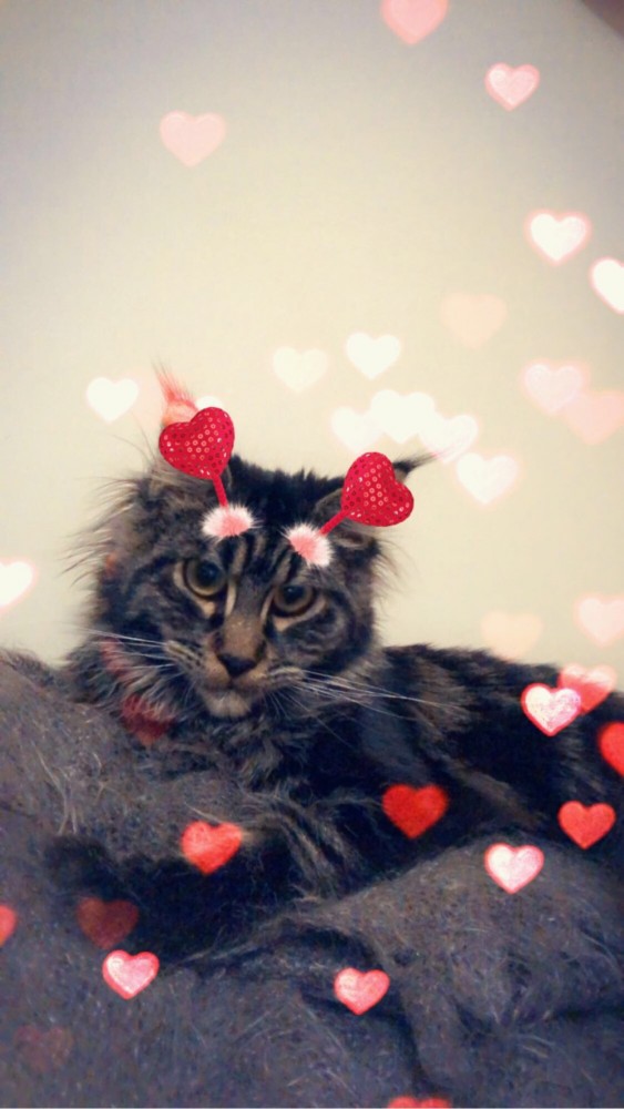 Котовторник. Тара - наше всё!