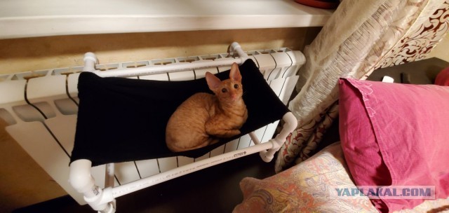 Котовторник 20.10.20