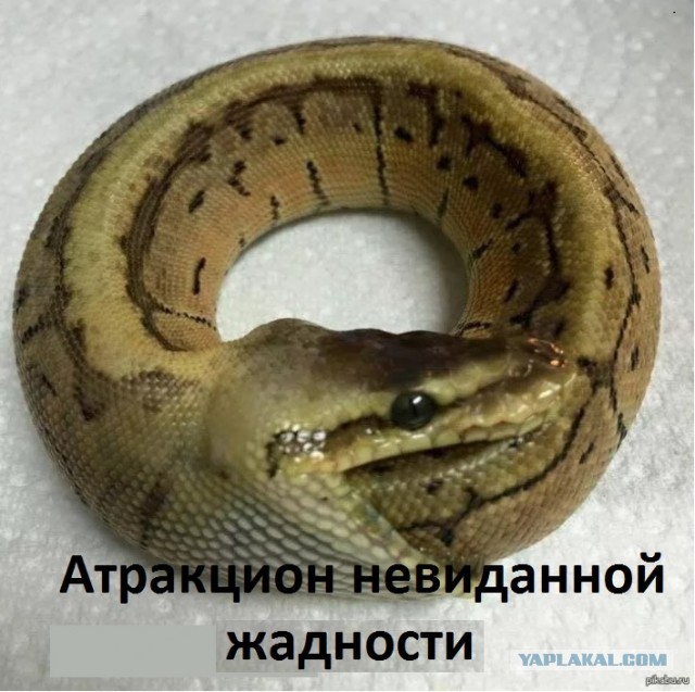 Росгвардию обшили по-генеральски