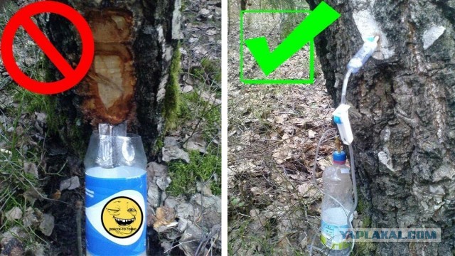 Берёзовый сок