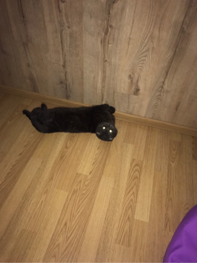 Котовторник же очередной
