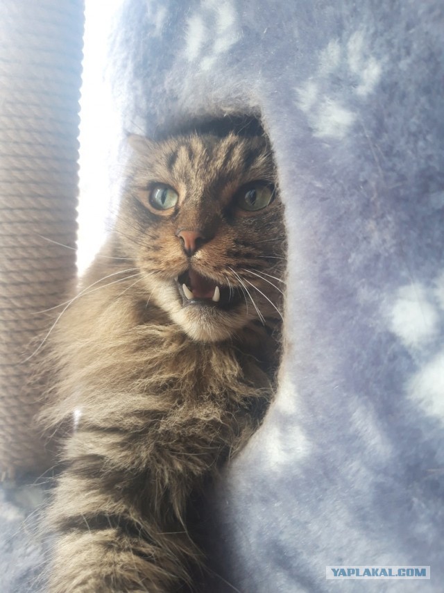 Хоба! Котовторник!