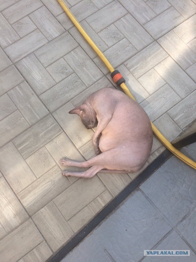 Котовторник (свои добавляем)