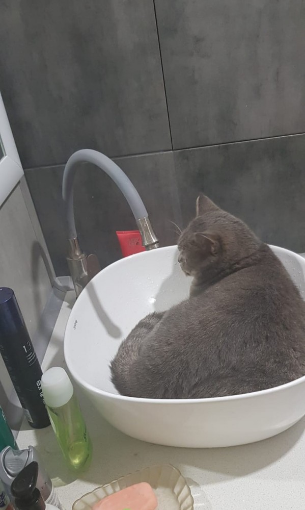 Мой самый первый КОТовторник!