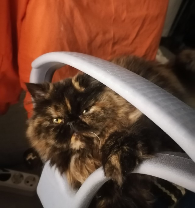 Котовторник. Февраль
