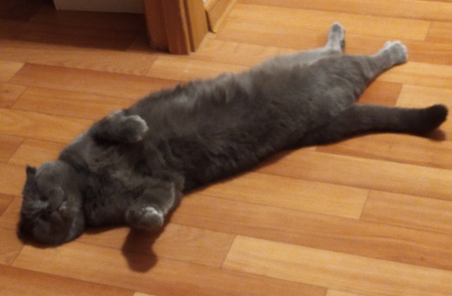 Котовторнику посвящается