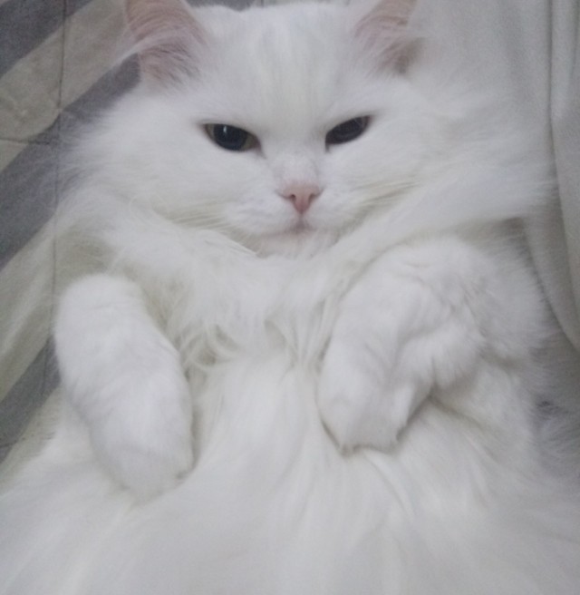 Котовторник вроде.