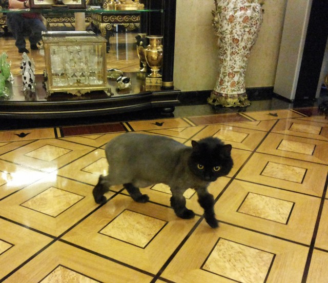 Котовторник 19.07.22