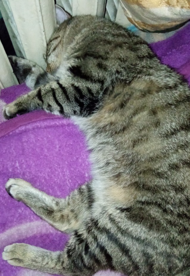 Котолампа. Кот и лампа - новый вариант старого мема