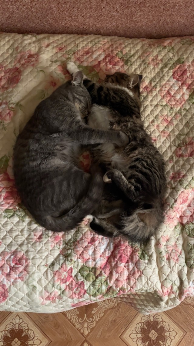 Котовторник 18.10.22