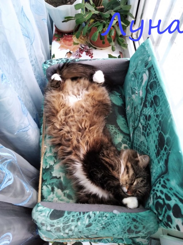 Жизнь домашнего приюта "Котоленд" 377