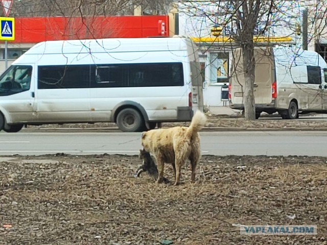 В Башкирии отравили собак