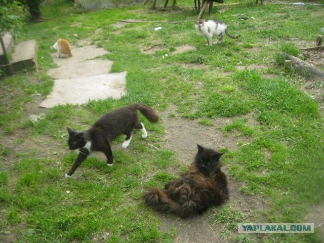 Жизнь домашнего приюта для котеек 447