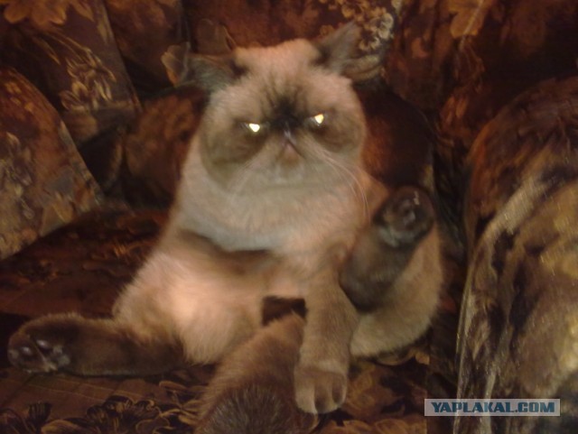 Котовторник 09.04.2013