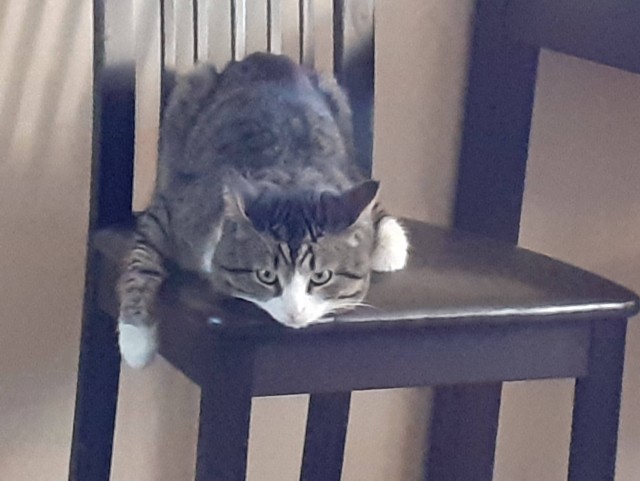 Котовторник! 16+ Коллеги-рабы, отмечаемся, у кого хозяину много лет!
