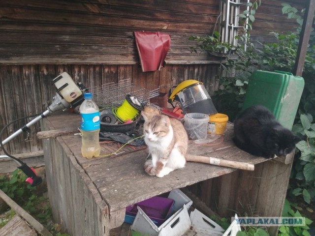 Жизнь домашнего приюта для котеек 464