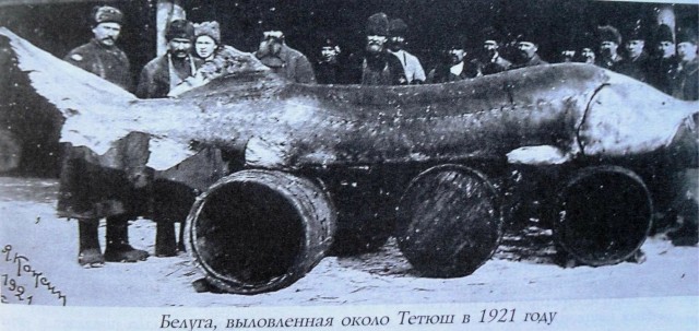 5 метровый осетр из Британской Колумбии возрастом где-то в 100 лет