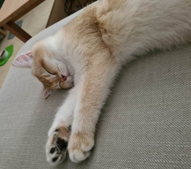 Жизнь домашнего приюта "Котоленд" 418