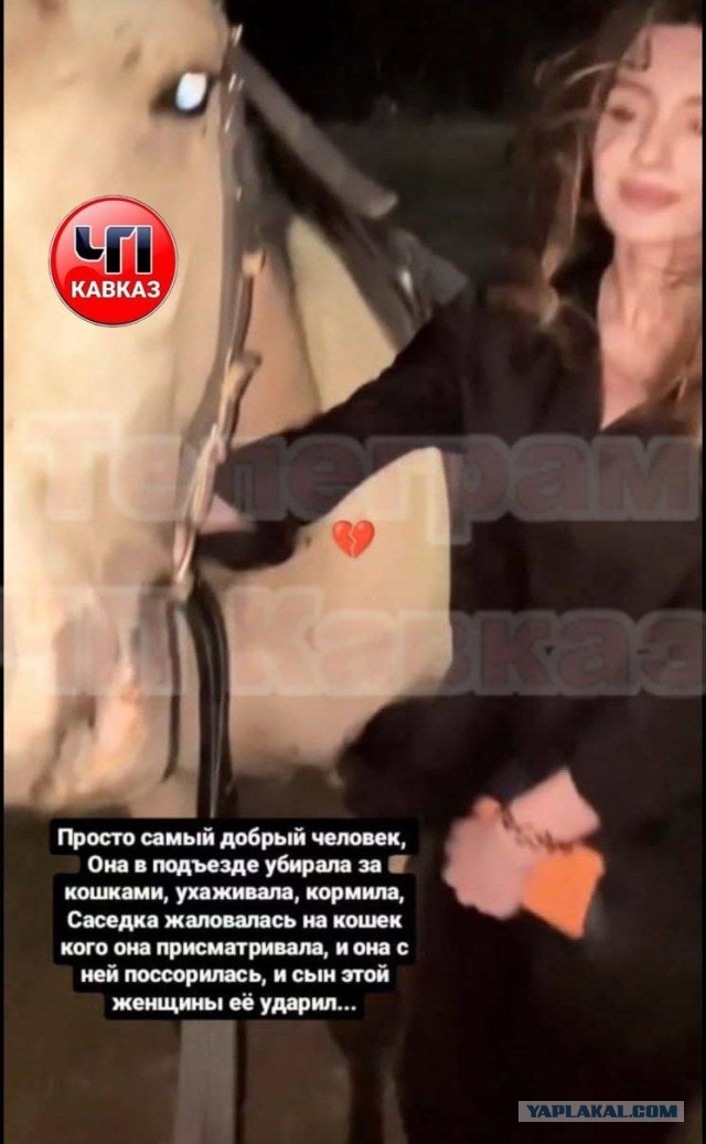 В Махачкале молодую девушку случайно убили из-за кошек