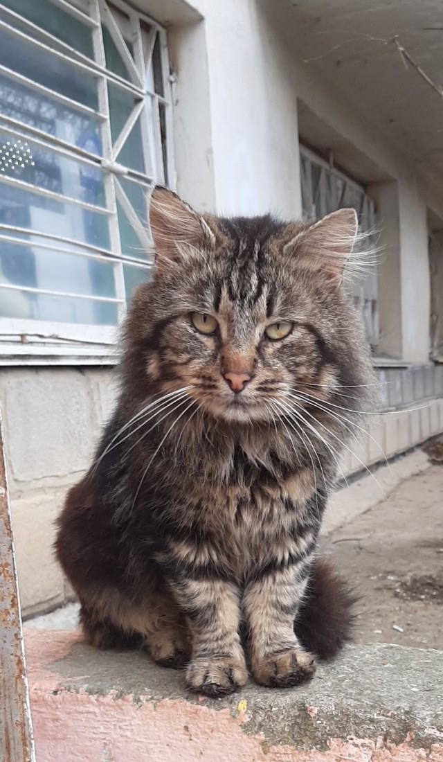 Котики черноморского побережья