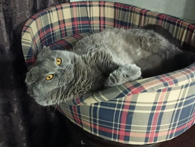 Котовторник 09.04.24