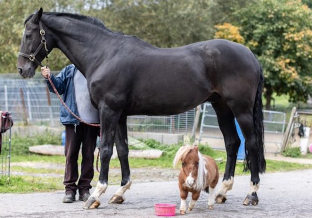 Пони из Германии признан самой маленькой лошадью в мире