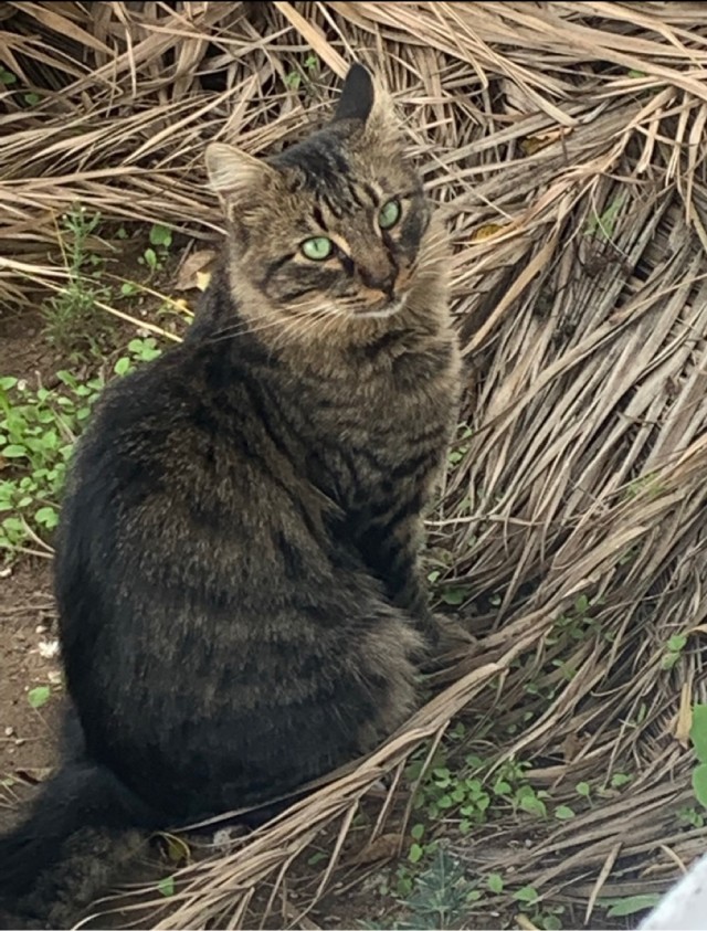 Южных котиков вам на радость